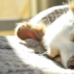 Hotel che accetta animali domestici