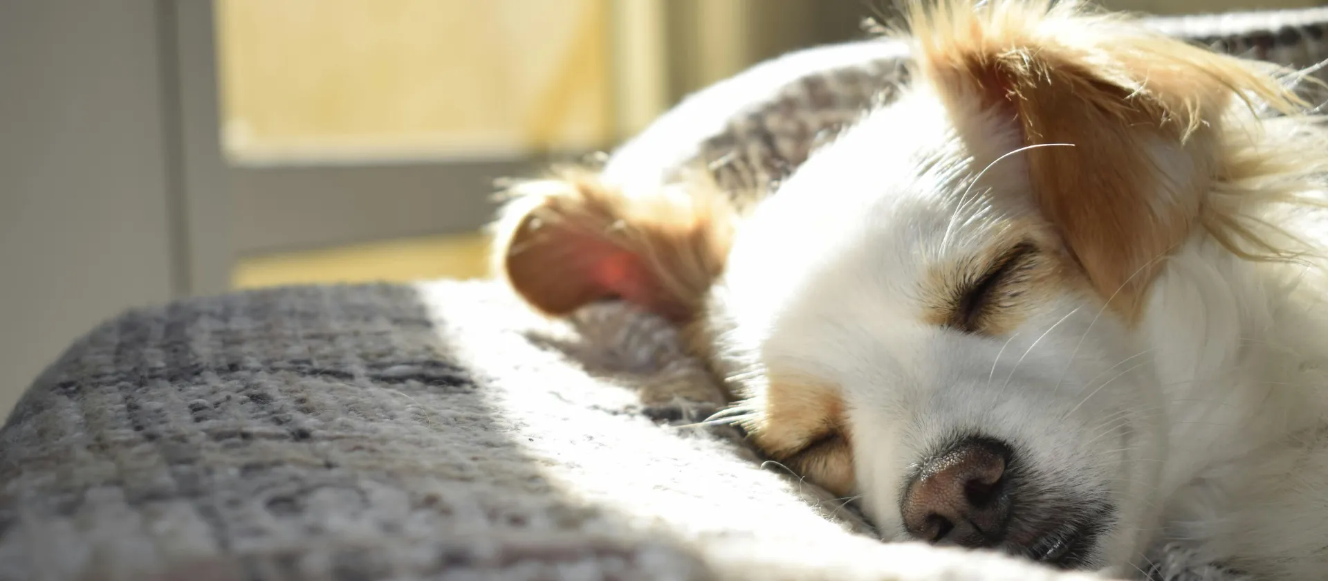 Which hotels in Venice accept pets?